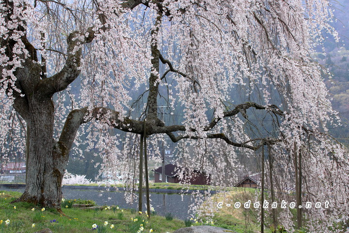 中原のしだれ桜