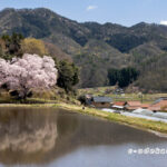 張戸のお大師桜