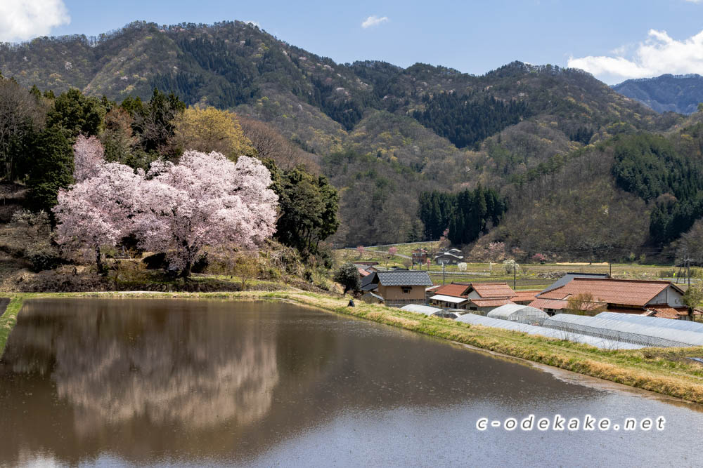 張戸のお大師桜