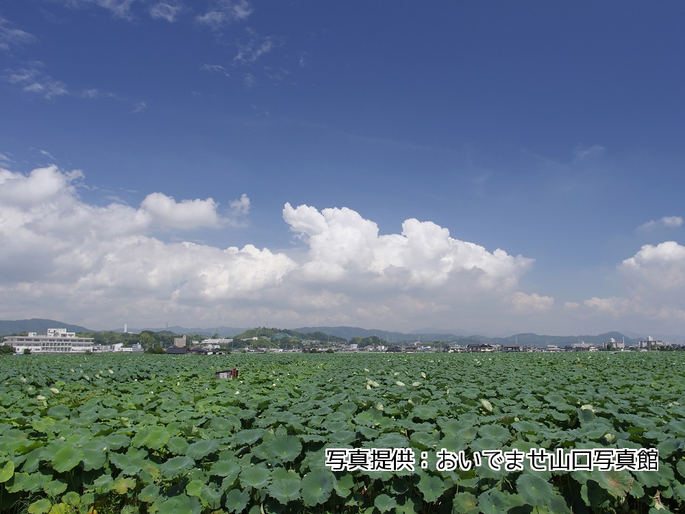 尾津のハス田