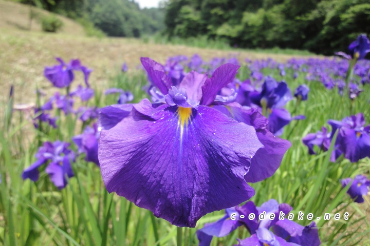 小倉山公園花ショウブ園