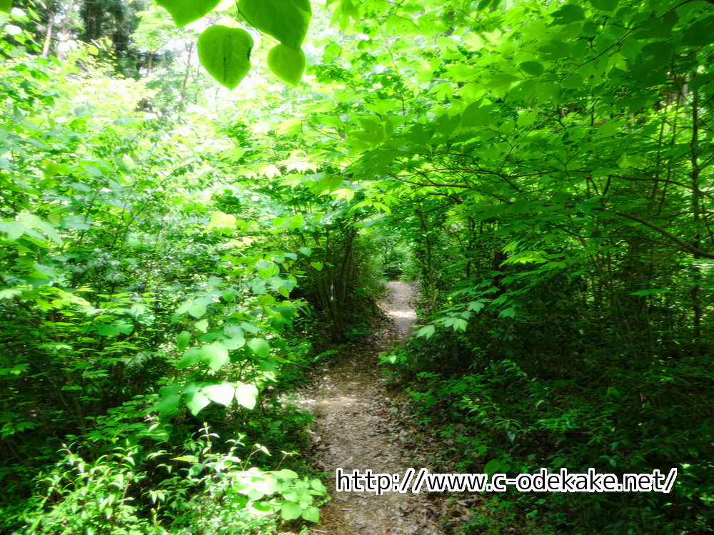 おおの自然観察の森