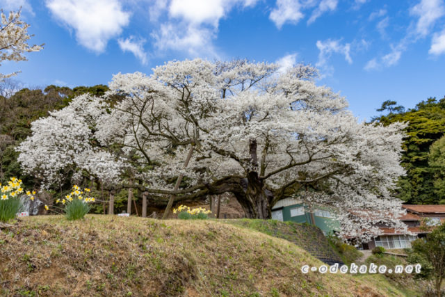 三隅大平桜 島根県にある国指定の天然記念物 一度はお目にかかりたい樹齢660年の巨大な一本桜 三隅大平桜 島根県にある国指定の天然記念物 一度はお目にかかりたい樹齢660年の巨大な一本桜