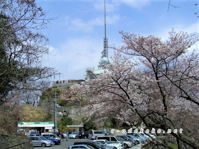 黄金山の桜