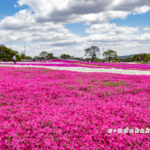 FlowerVillage 花夢の里