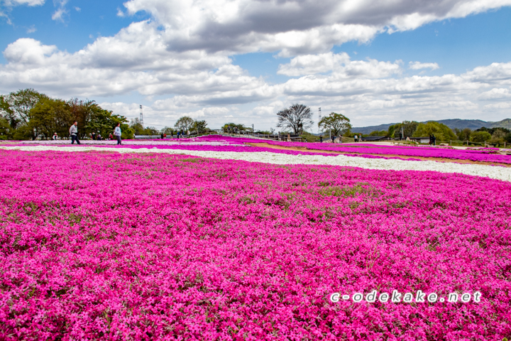 Flower Vilage 花夢の里