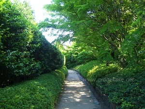 ii