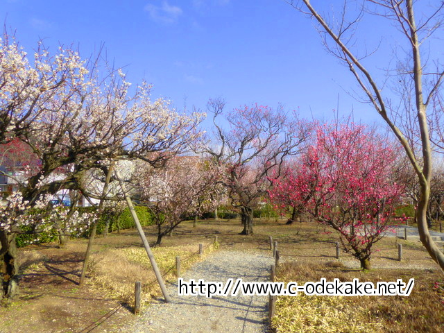 西風梅園