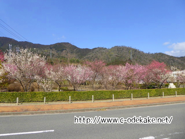 西風梅園