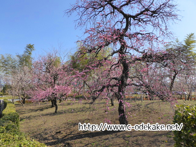 西風梅園