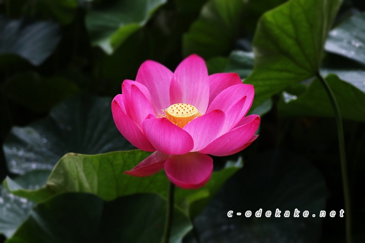 棲真寺の池に咲く蓮の花