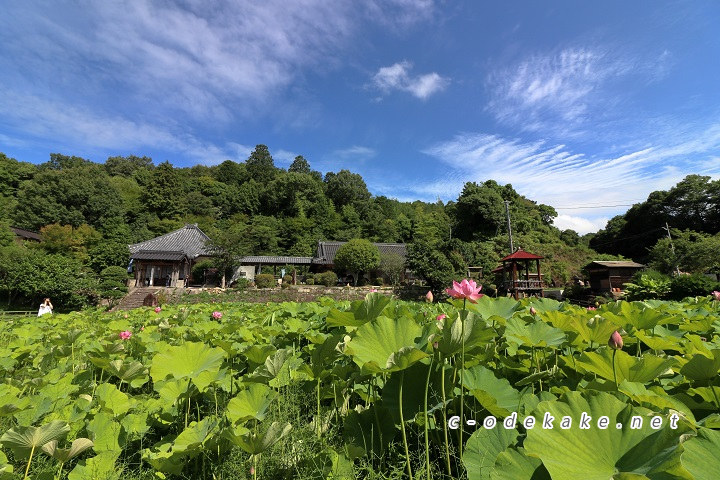 棲真寺蓮池全景