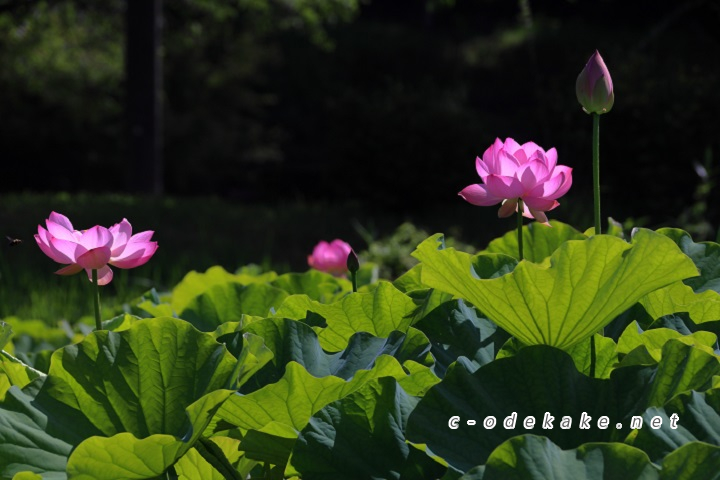 開いた蓮の花とつぼみ