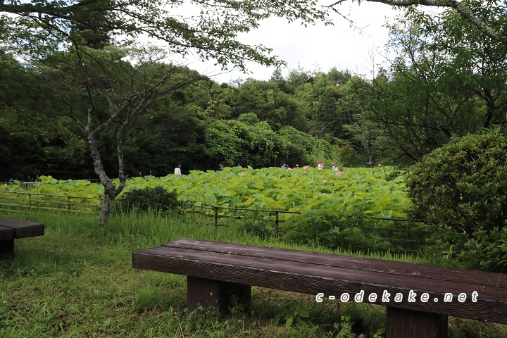 棲真寺のハス池の傍のベンチ