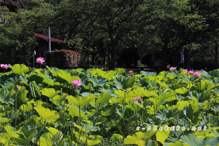 蓮池に咲く花