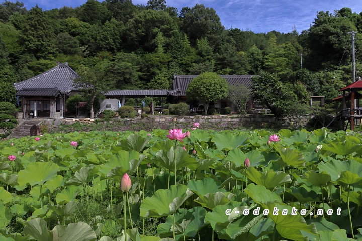 棲真寺をバックに咲く蓮の花