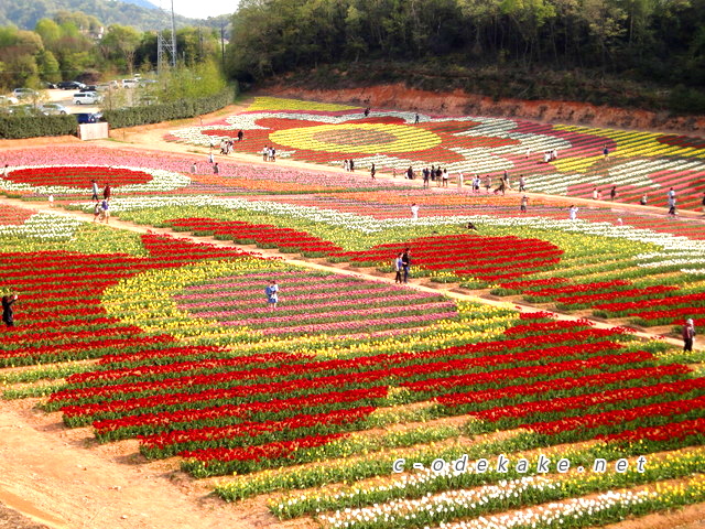 世羅高原きっての花の名所 世羅高原農場 で75万本のチューリップに囲まれよう