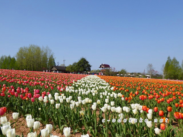 世羅高原きっての花の名所 世羅高原農場 で75万本のチューリップに囲まれよう