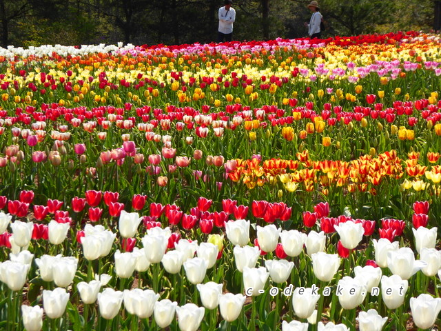 世羅高原きっての花の名所 世羅高原農場 で75万本のチューリップに囲まれよう