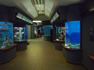 渋川マリン水族館