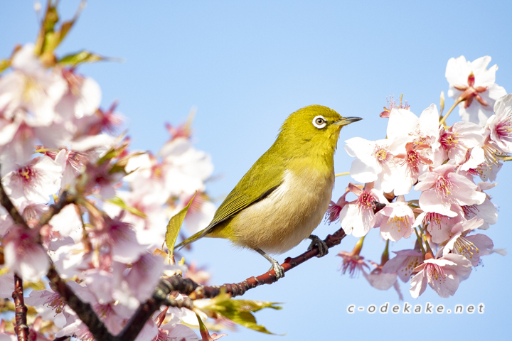 海が見える花の園（新築地緑地）