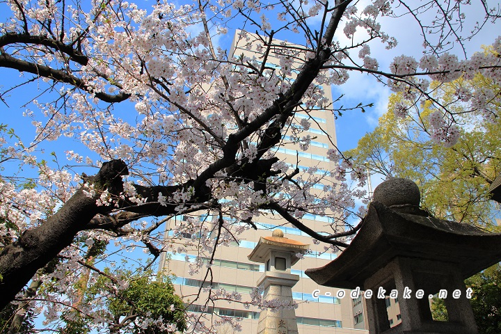 白神社のソメイヨシノ