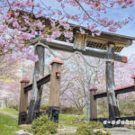 蘇羅比古神社の桜並木