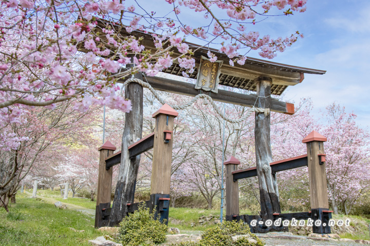 蘇羅比古神社の桜並木