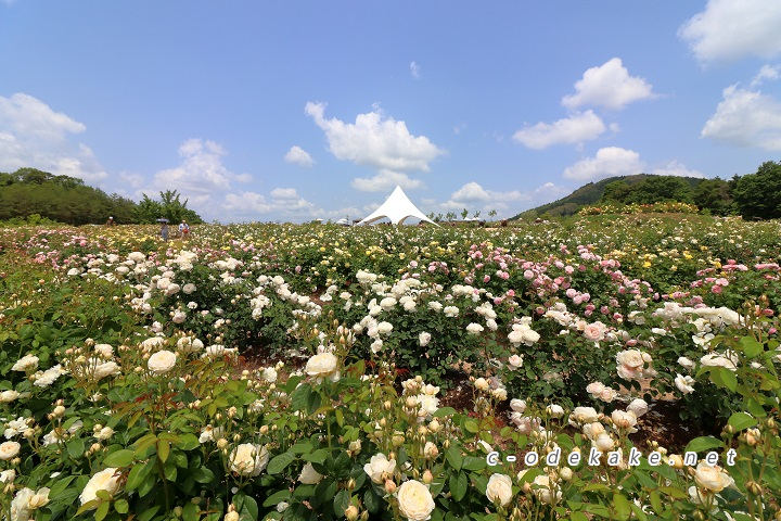 そらの花畑　世羅高原花の森