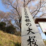 宿根の大桜