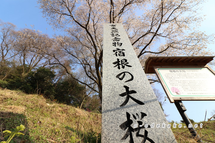 宿根の大桜