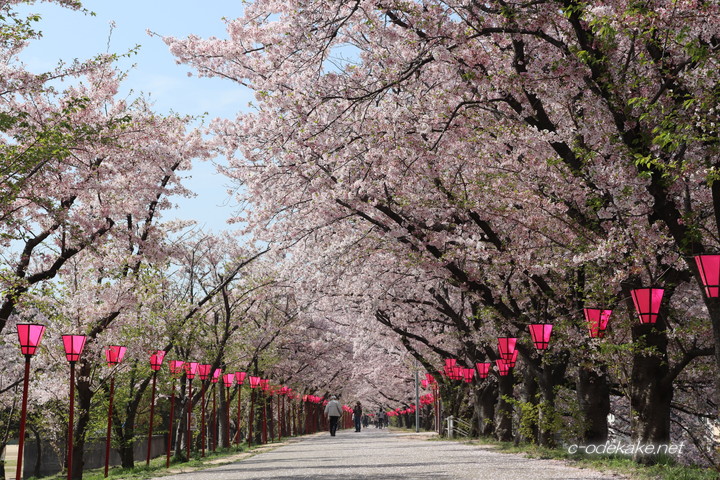 住吉堤防敷の桜並木