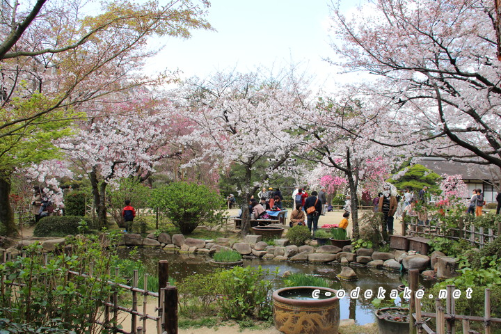 縮景園の桜