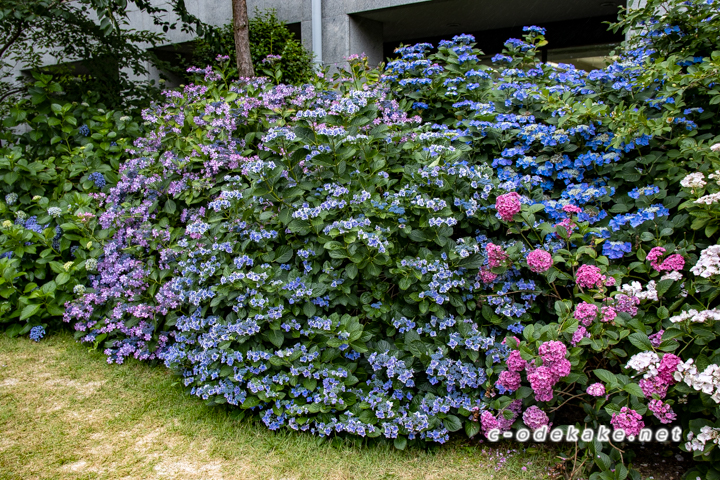 6月の花あじさい こんなところも 広島界隈で楽しむあじさい名所特集
