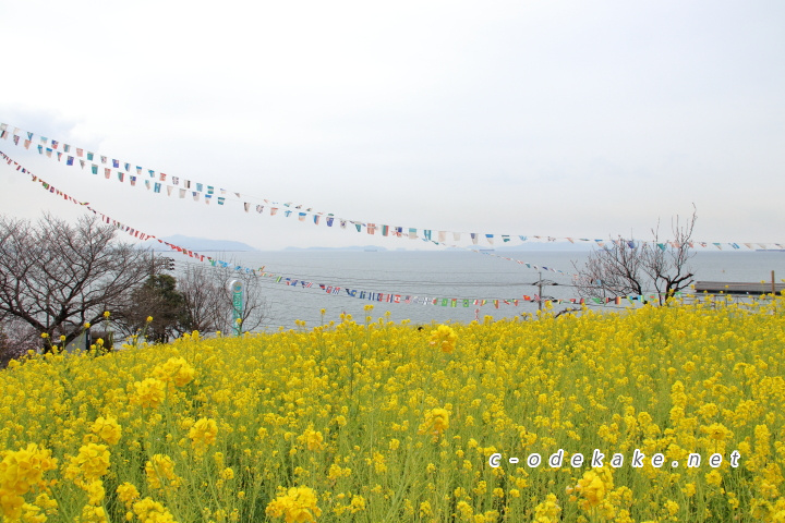 菜の花畑と海の広がる絶景