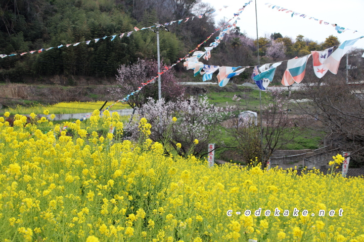 菜の花と万国旗