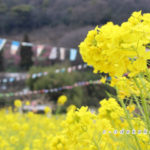 田尻町の菜の花畑と杏の花