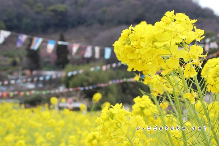 田尻町の菜の花畑と杏の花