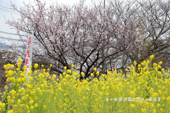 菜の花と杏の木