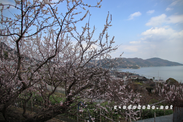 杏の木と海の広がる景色