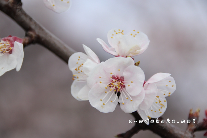 杏の花アップ