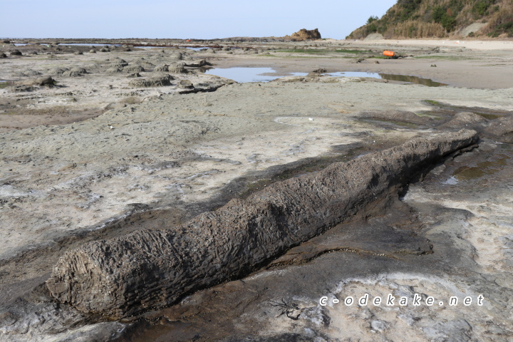 石見畳ヶ浦流木の化石