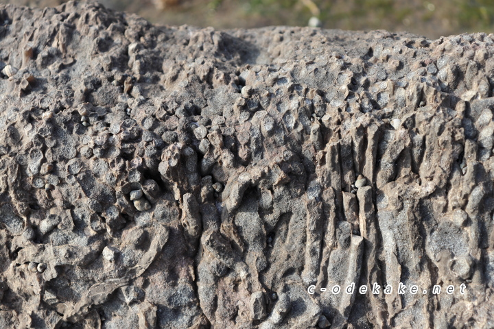 石見畳ヶ浦流木の化石拡大写真