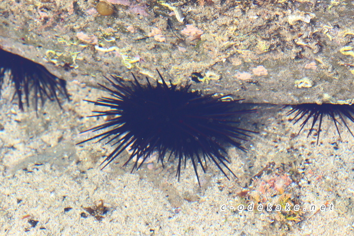 石見畳ヶ浦に生息するウニ