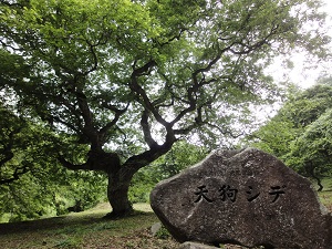 大朝のテングシデ