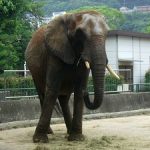 徳山動物園