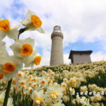 角島灯台公園のスイセン