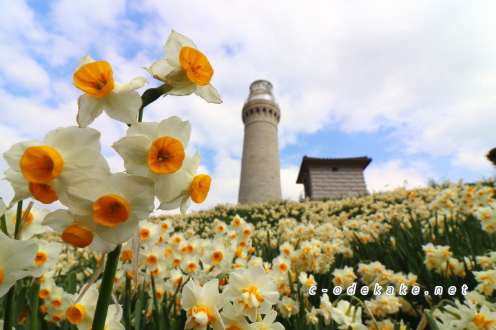 角島灯台公園のスイセン