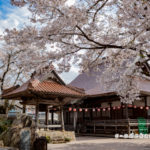 超専寺の桜