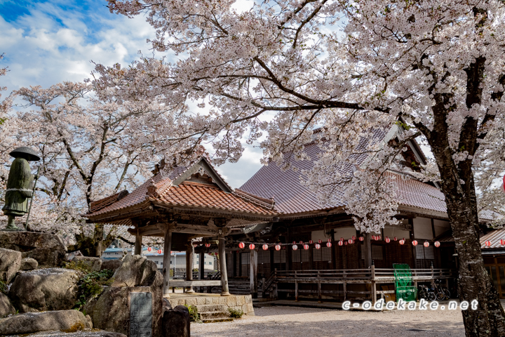 超専寺の桜